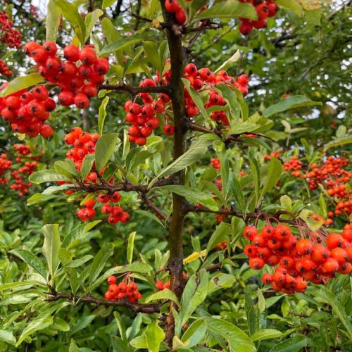 Pot Grown Red Column Pyracantha Coccinea Hedge | ScotPlants Direct